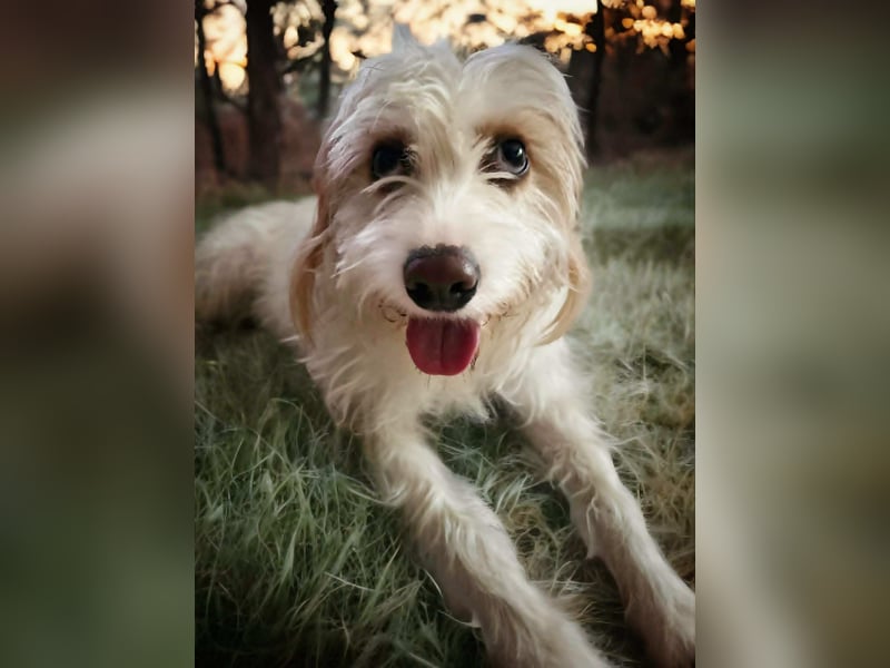 Ruhige Mischlingshündin Frida sucht ihr zuhause