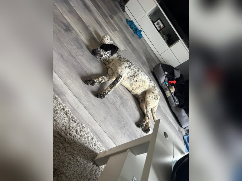 Herzenshund Bobby sucht seine Herzensmenschen