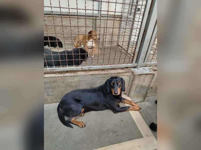 Hübsche Bracken Mischlingshündin Claire sucht ihre Menschen