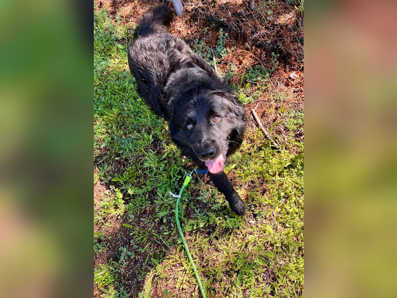 Lustiger kroatischer Schäferhund Dusty sucht Familie