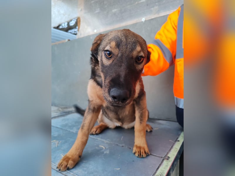 Süße Schäferhund Mischlingshündin Irina sucht ihre Familie