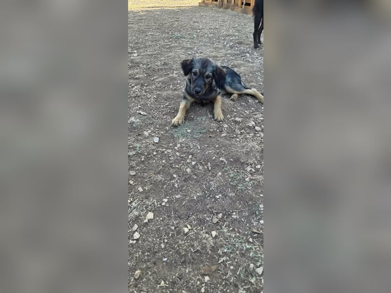 Süße Elsa sucht ihre Familie