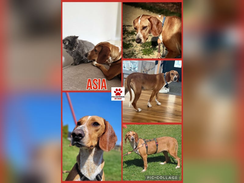 Liebevolle Hündin Asia sucht ihr zuhause