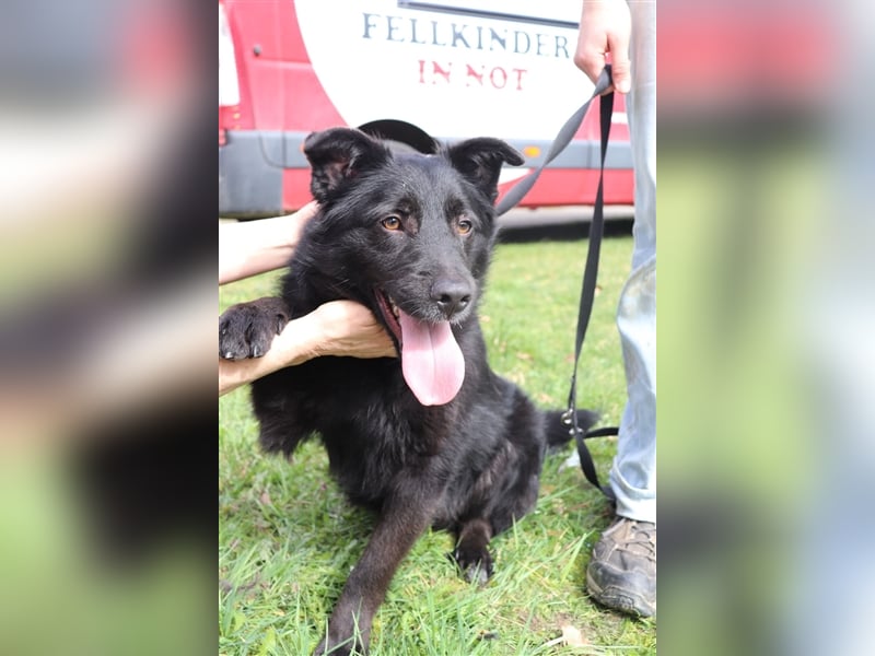 Mischlings Rüde Nabou sucht sein Zuhause für immer