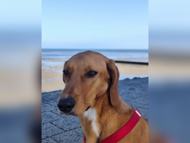 Aktive Jagdhund Mischlingshündin Raquel sucht ihre Menschen