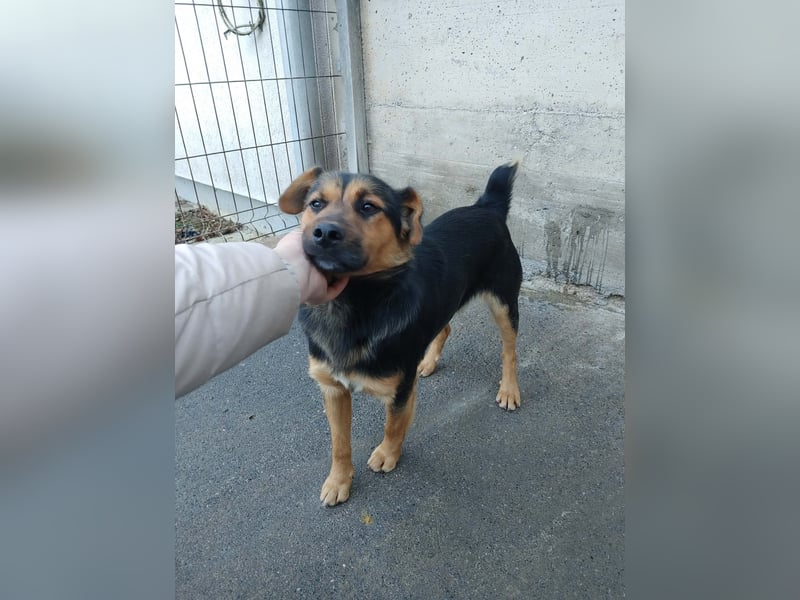 Süßer Mischlingsrüde Benni wünscht sich eine Familie