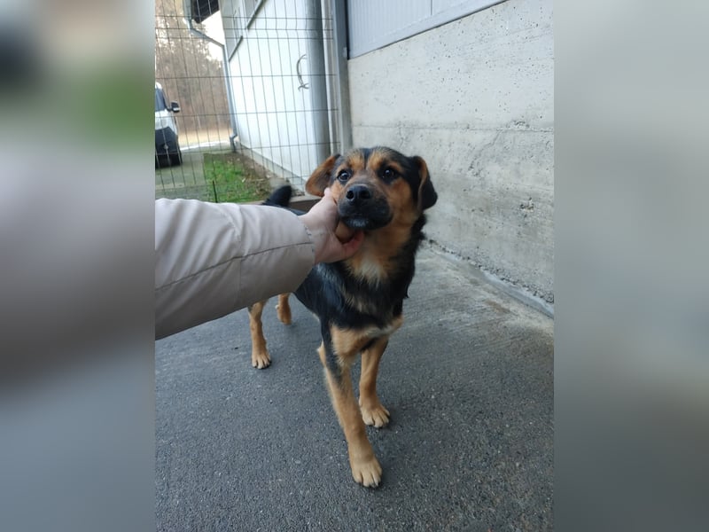 Süßer Mischlingsrüde Benni wünscht sich eine Familie