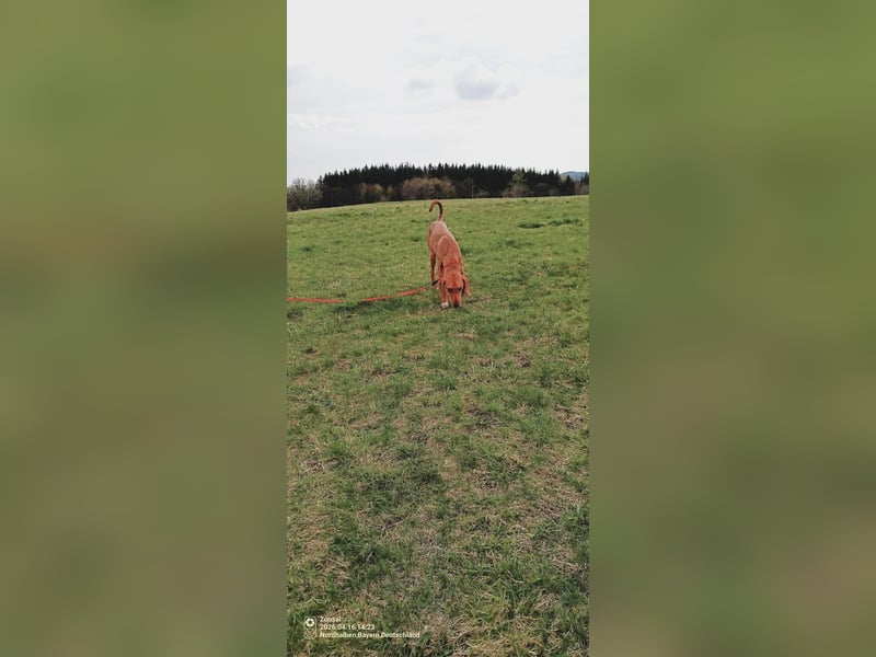 Aktive Jagdhund Mischlingshündin Raquel sucht ihre Menschen