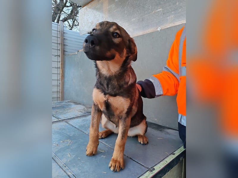 Süße Schäferhund Mischlingshündin Irina sucht ihre Familie