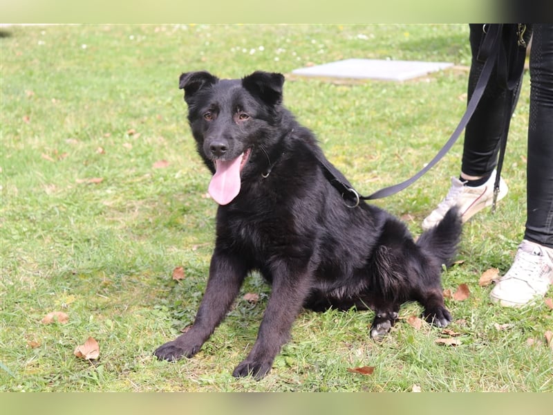 Mischlings Rüde Nabou sucht sein Zuhause für immer
