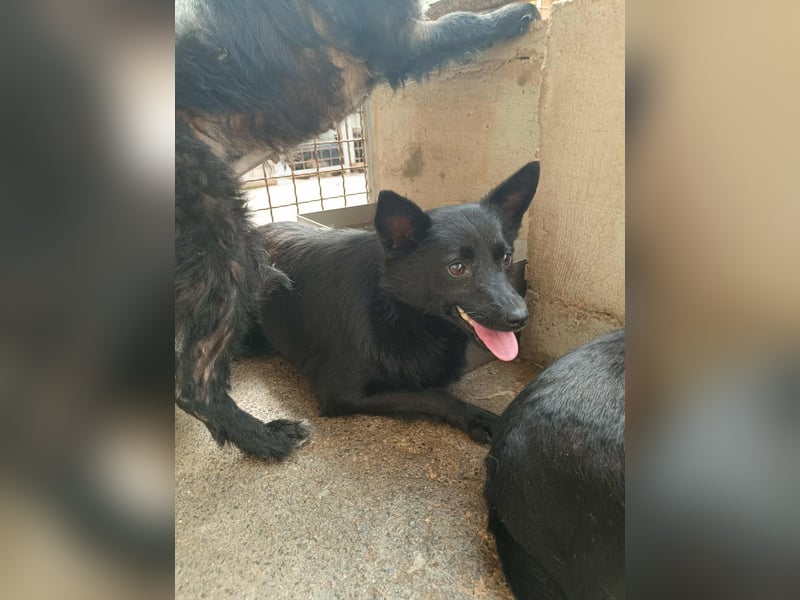 hübsche Mischlings Hündin Summer sucht ein Zuhause oder Pflegestelle