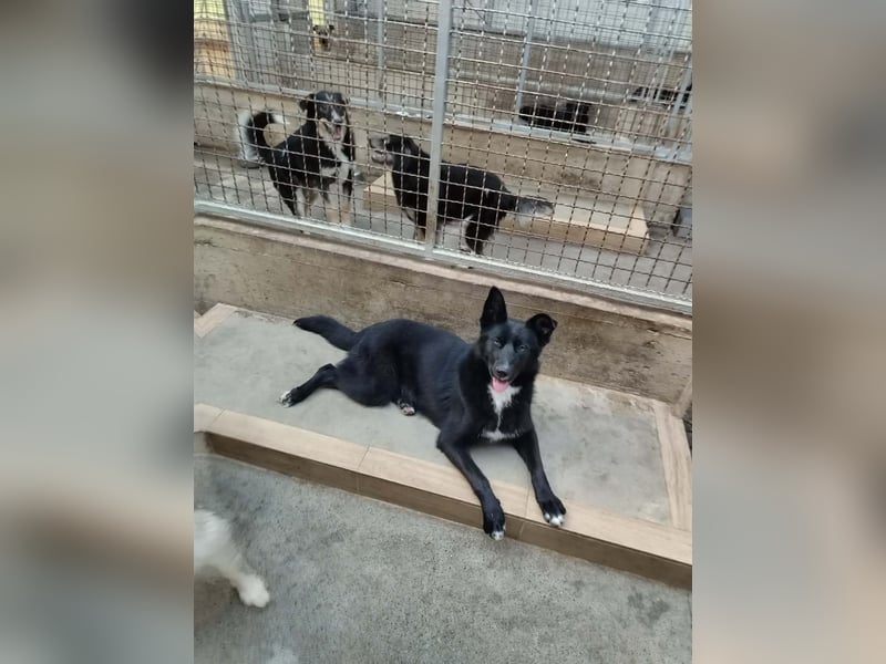 Weiche Mischlingshündin Lana sucht ihr zuhause