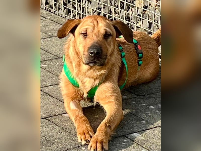 Hübsche Tina sucht ihre Menschen