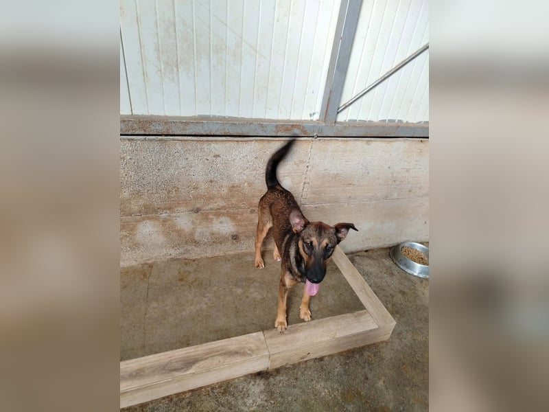 Aktive Schäferhund Mischlingshündin Dasha sucht zuhause