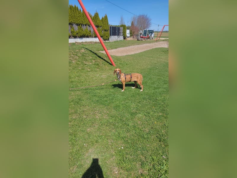 Liebevolle Hündin Asia sucht ihr zuhause