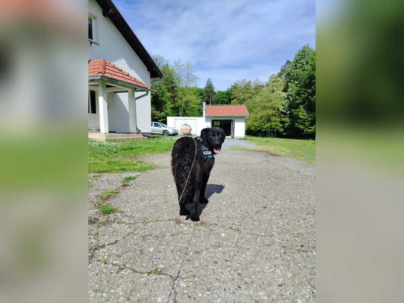 Hübscher Mischlingsrüde Teddy sucht seine Menschen
