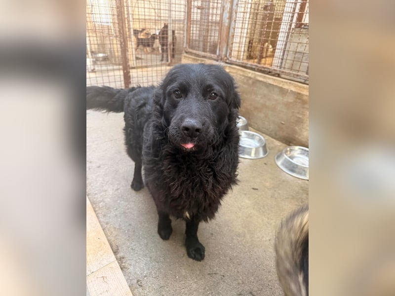 Yoru Traumhund lieber kroatischer Schäferhund Mischling Rüde sucht Zuhause oder Pflegestelle