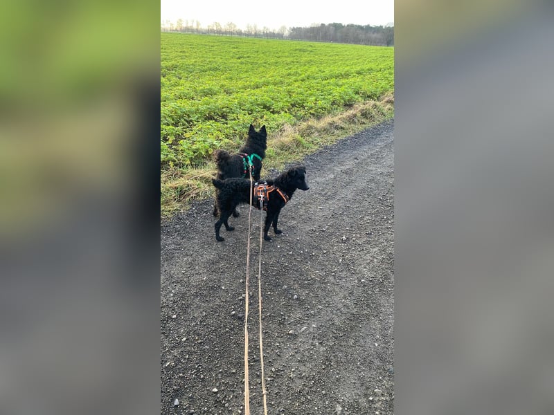 Kleine kroatische Schäferhündin Yuna sucht ihre Familie