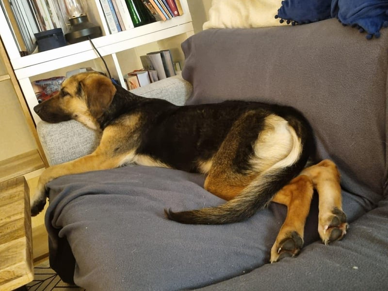 Hübsche Mischlingshündin Jane sucht ihre Kuschelmenschen