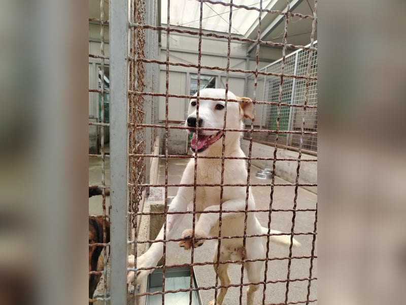 lieber Django sucht ein Zuhause oder eine Pflegestelle