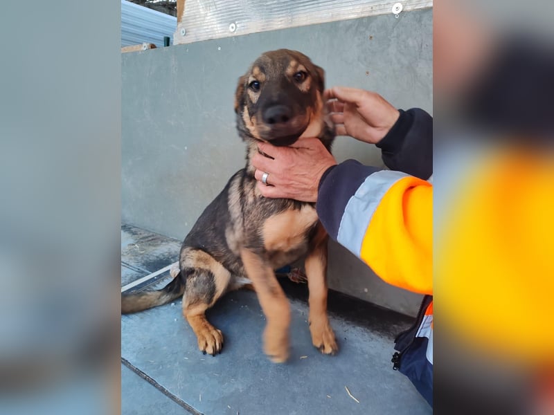 Süße Schäferhund Mischlingshündin Irina sucht ihre Familie