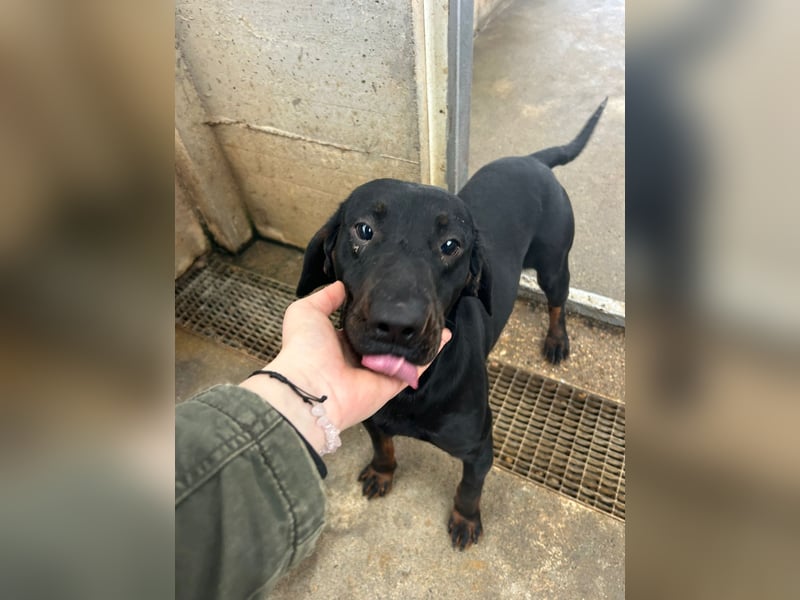 Trauriger Mischingsrüde Nox sehnt sich nach Kuscheleinheiten