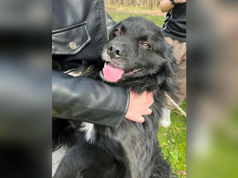 Lieber Mischlingsrüde Simba sucht dringend ein zuhause