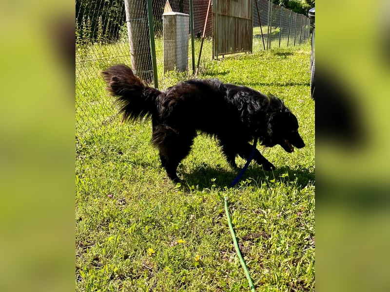 Lustiger kroatischer Schäferhund Dusty sucht Familie