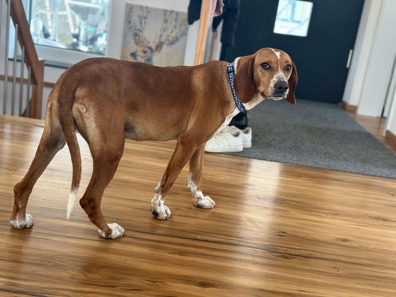 Liebevolle Hündin Asia sucht ihr zuhause