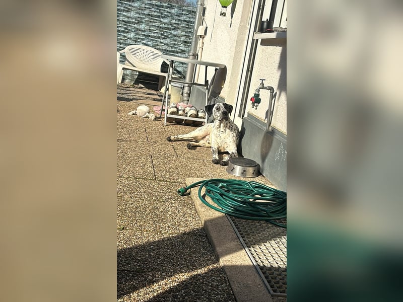 Herzenshund Bobby sucht seine Herzensmenschen