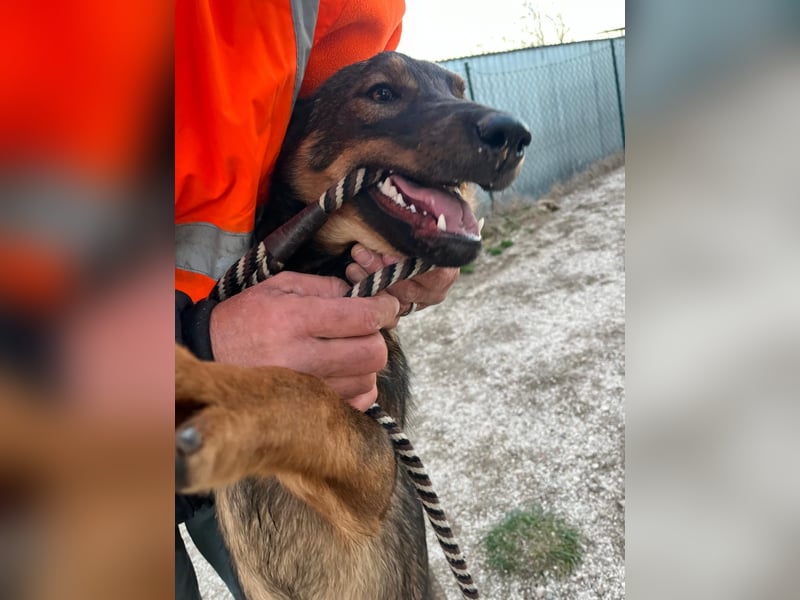 Süße Schäferhund Mischlingshündin Irina sucht ihre Familie