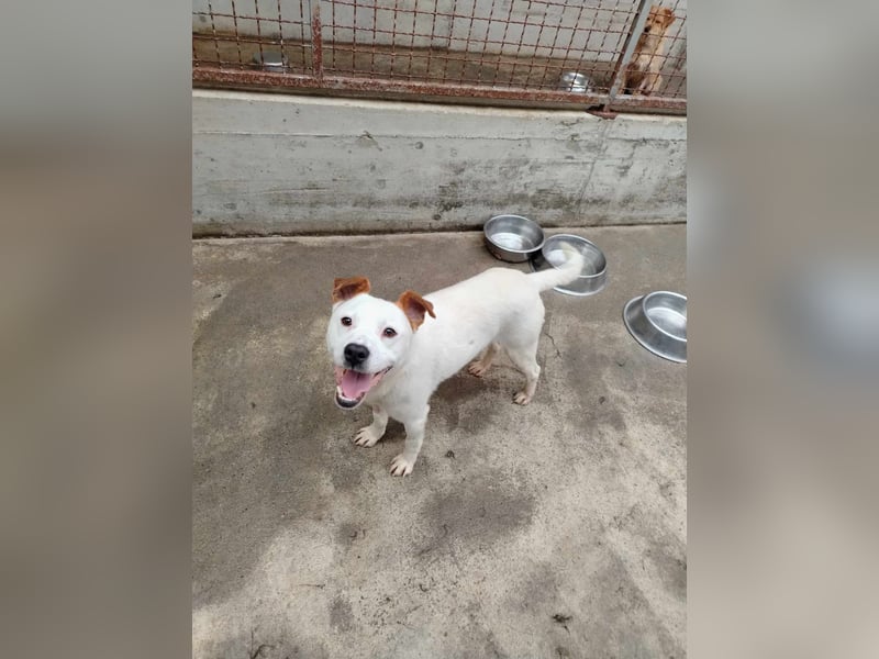 lieber Django sucht ein Zuhause oder eine Pflegestelle