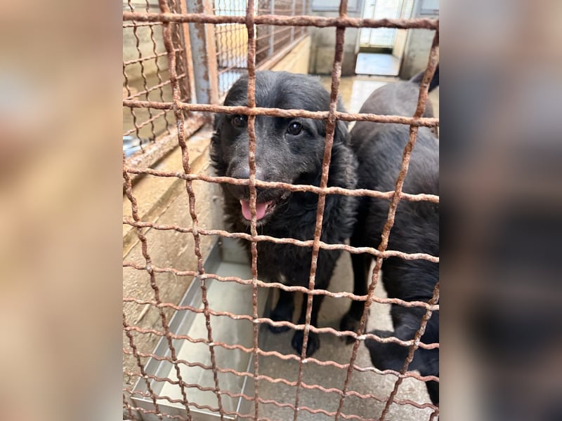 Yoru Traumhund lieber kroatischer Schäferhund Mischling Rüde sucht Zuhause oder Pflegestelle