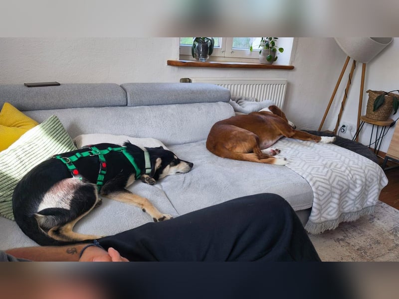 Junger Mischlingsrüde Cooper sucht sein Für-Immer-Zuhause