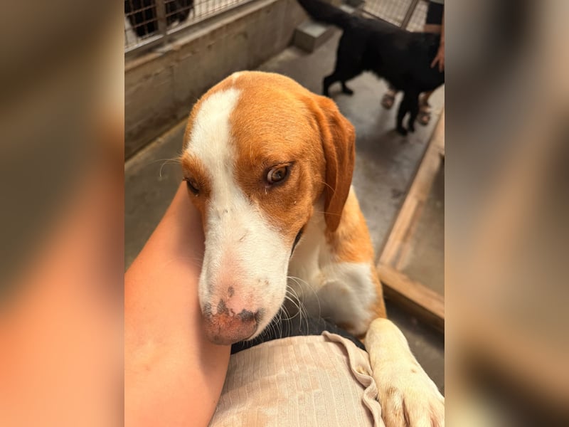 Goldschatz, Bracken Mix Chaplin sucht sein zuhause