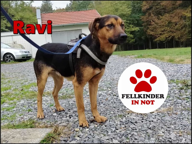 lieber junger Mischlings-Rüde Ravi sucht seine Familie
