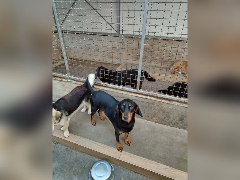 Hübsche Bracken Mischlingshündin Claire sucht ihre Menschen