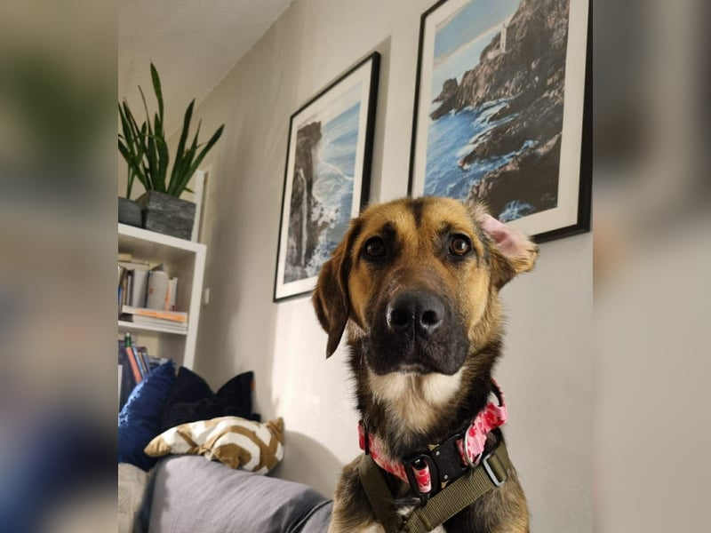 Hübsche Mischlingshündin Jane sucht ihre Kuschelmenschen