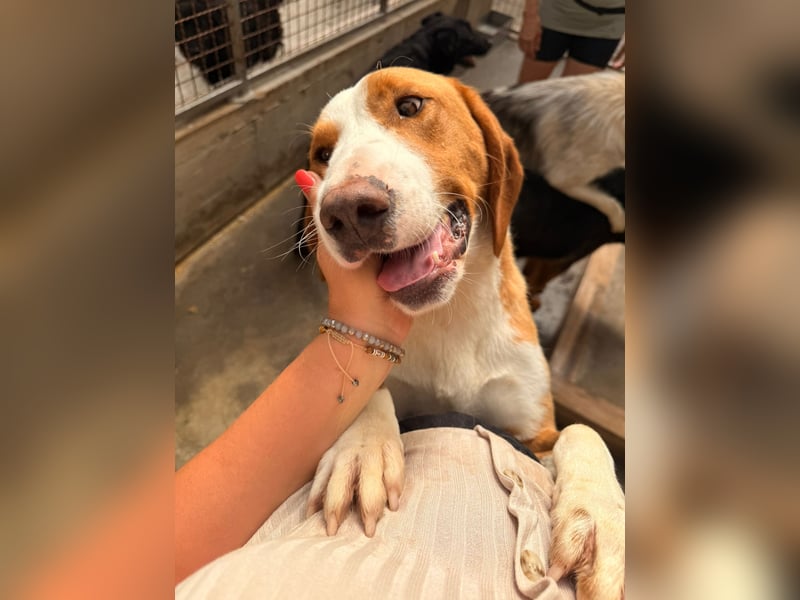 Goldschatz, Bracken Mix Chaplin sucht sein zuhause