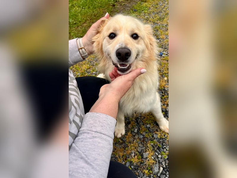 Sonnenschein Mischlingsrüde Cooper sucht seine Familie