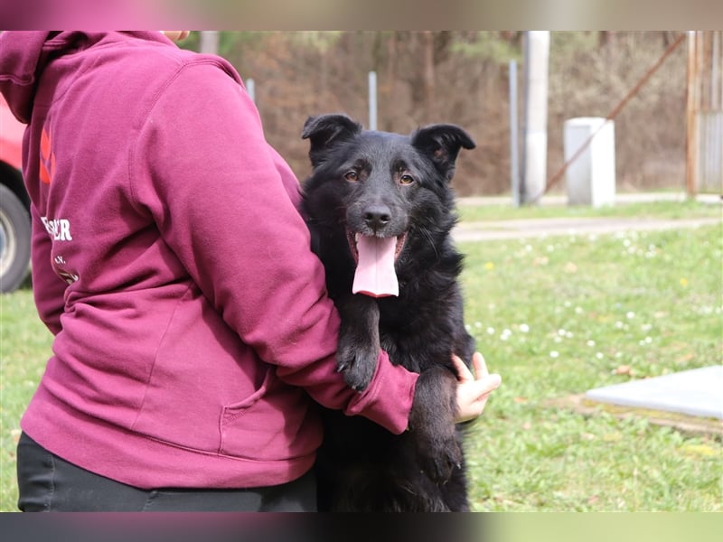 Mischlings Rüde Nabou sucht sein Zuhause für immer