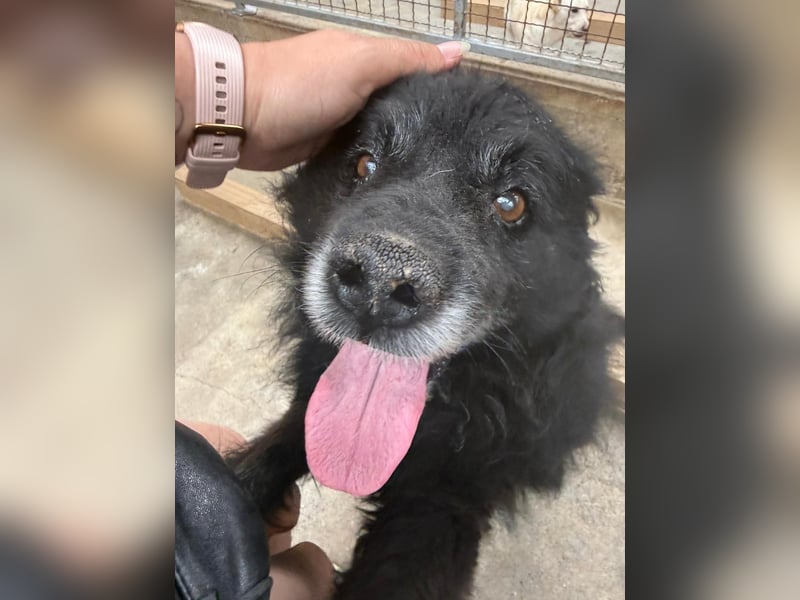 Lieber Mischlingsrüde Simba sucht dringend ein zuhause
