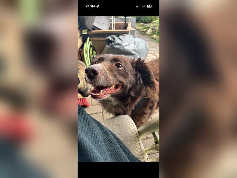 Schüchterner Mischlingsrüde Milo sucht seine Menschen