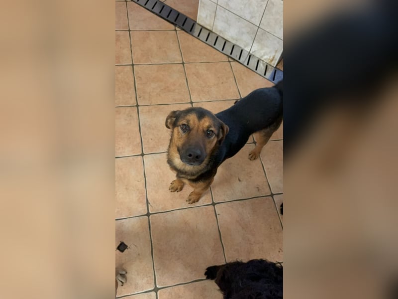 lieber junger Mischlings-Rüde Ravi sucht seine Familie