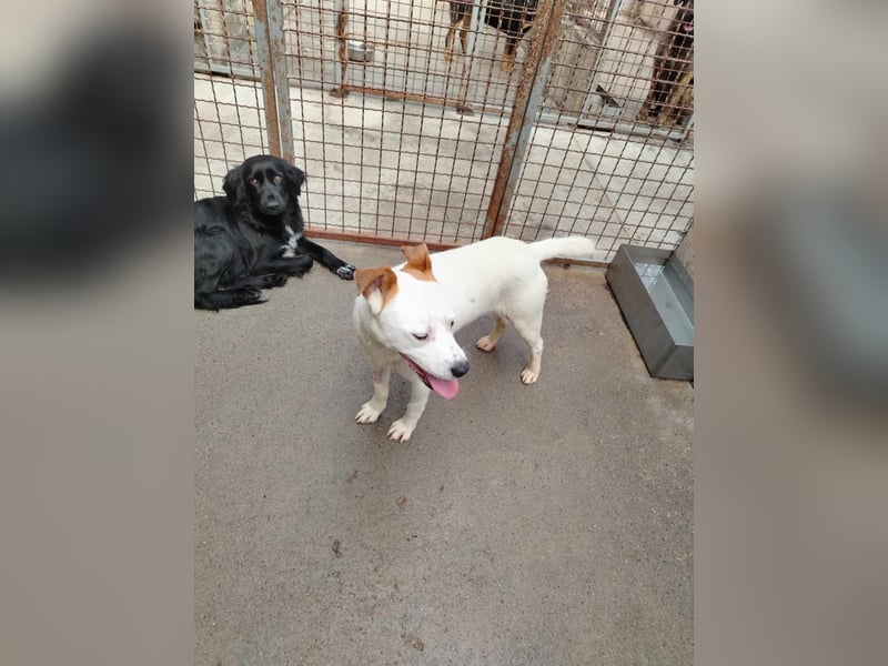 lieber Django sucht ein Zuhause oder eine Pflegestelle