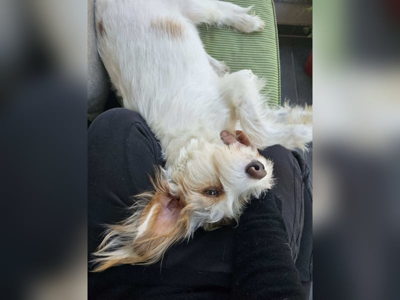 Ruhige Mischlingshündin Frida sucht ihr zuhause
