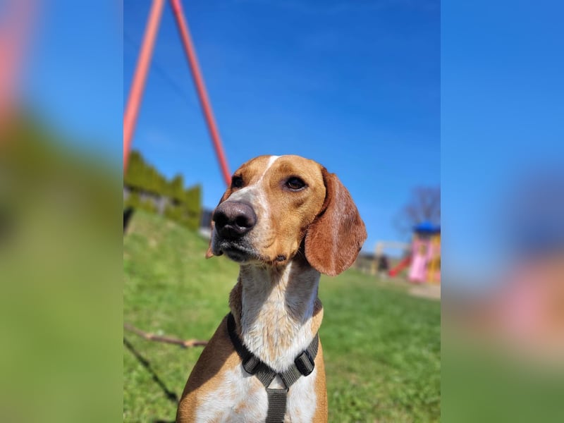 Liebevolle Hündin Asia sucht ihr zuhause