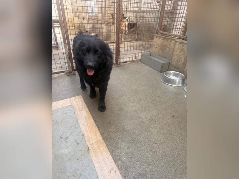 Yoru Traumhund lieber kroatischer Schäferhund Mischling Rüde sucht Zuhause oder Pflegestelle