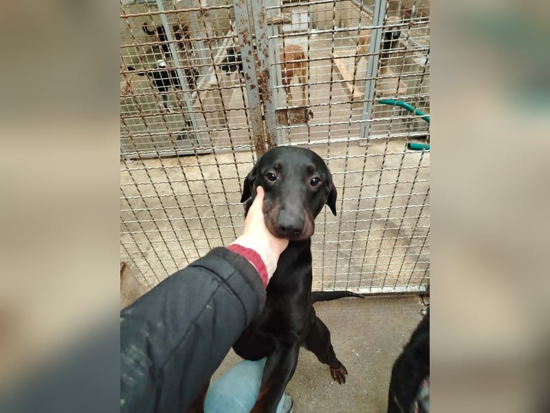 Trauriger Mischingsrüde Nox sehnt sich nach Kuscheleinheiten