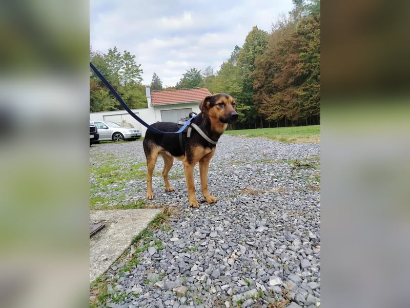 lieber junger Mischlings-Rüde Ravi sucht seine Familie